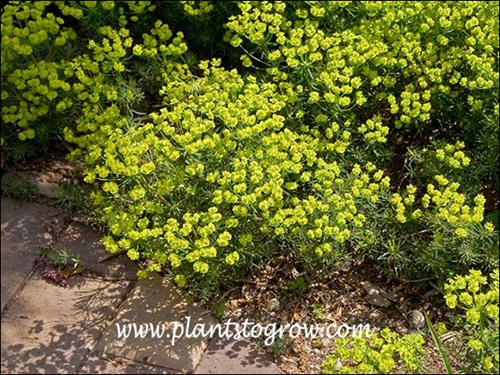 This patch has seeds in many areas of this garden.  (May 10)